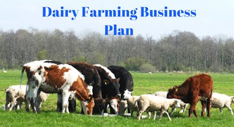 Setting Up a Dairy Farming Business: Feasibility & Investment