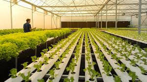 Hydroponics Business in India: Is It Profitable?