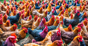 Cost Breakdown: Starting a Poultry Farm with 500 Birds